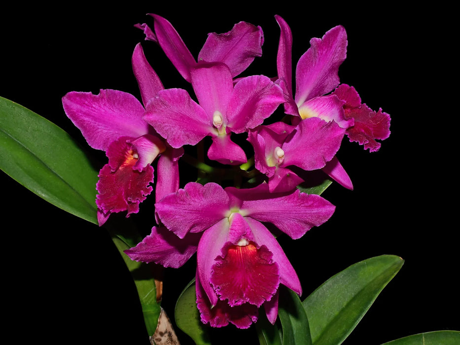 Rhyncholaeliocattleya Ximenita Vintimilla