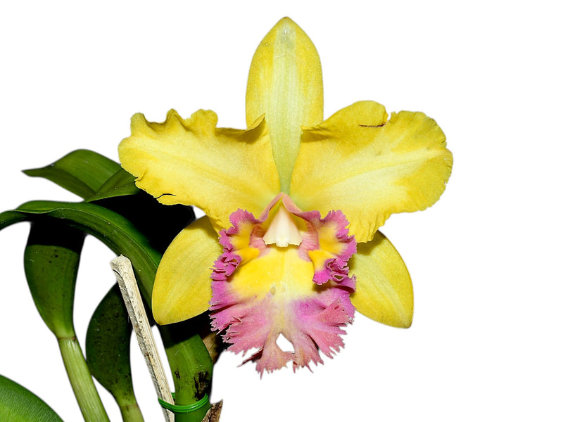 Rhyncholaeliocattleya Young Kong ' Sun 16'  M169