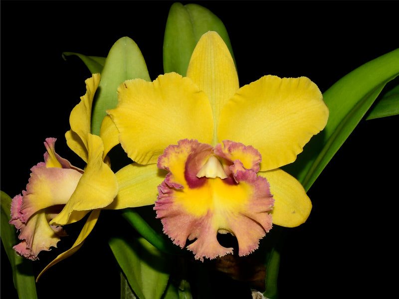 Rhyncholaeliocattleya Young Kong ' Sun 16'  M169