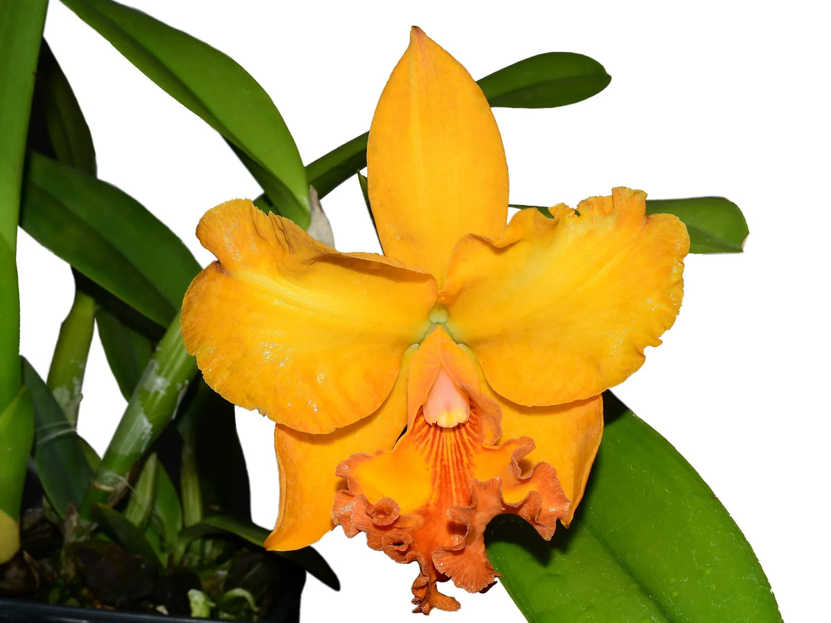 Yourelia♪ Rhyncholaeliocattleya Zamora — Ecuagenera Orquídeas del Ecuador