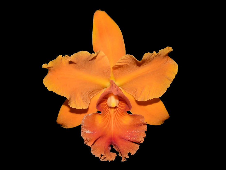 Rhyncholaeliocattleya Zamora