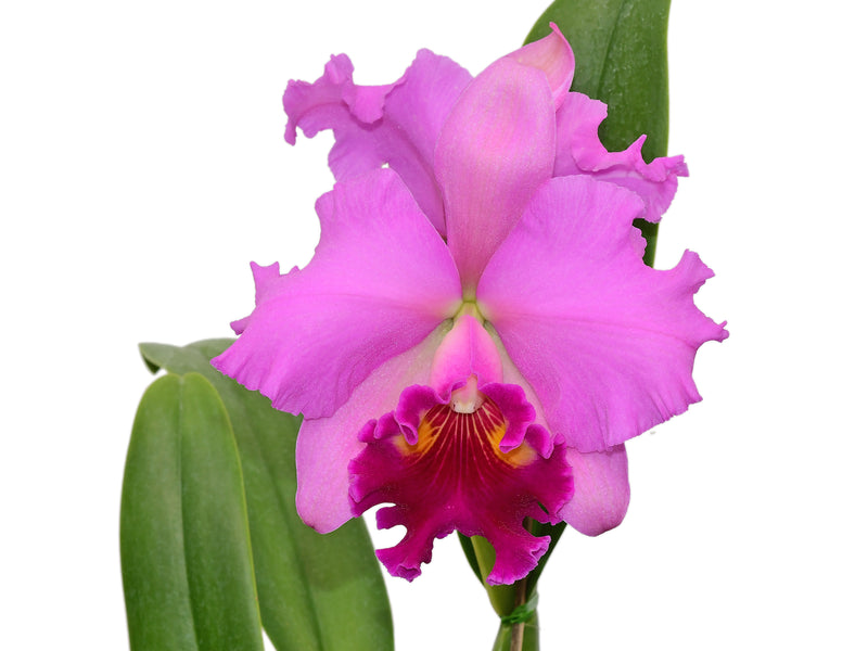 Rhyncholaeliocattleya Jacqueline Gabrielle