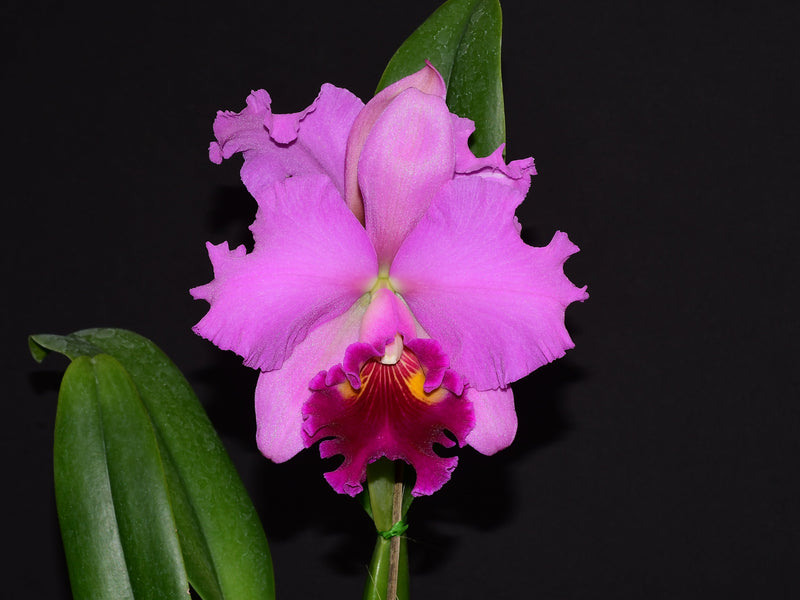 Rhyncholaeliocattleya Jacqueline Gabrielle