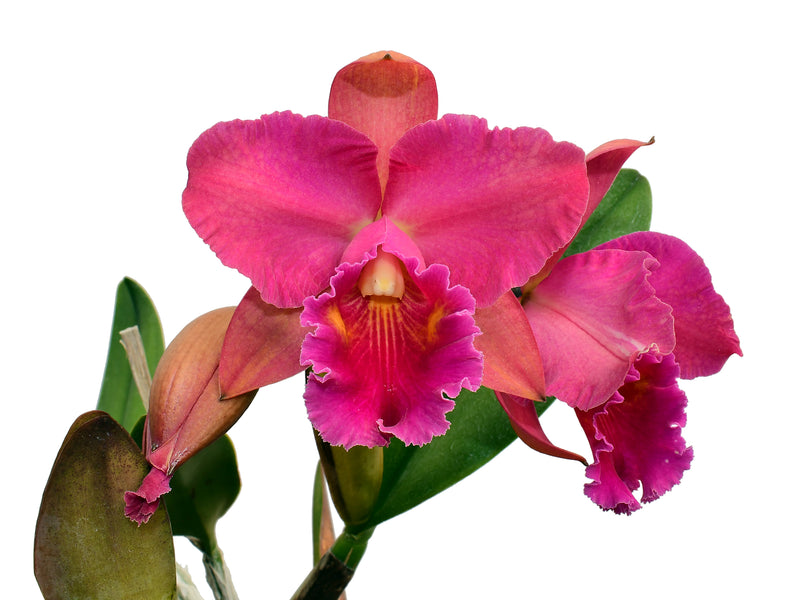 Rhyncholaeliocattleya Pakarina x Blc. Zamora Chinchipe