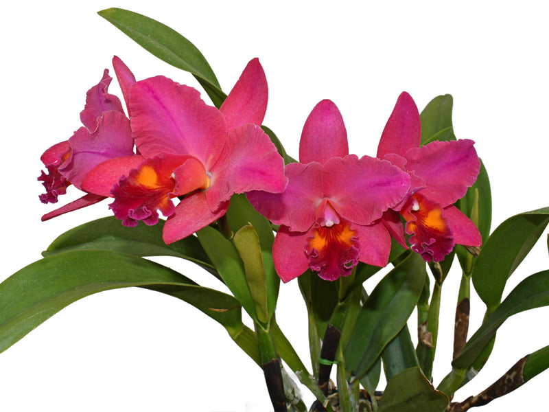 Rhyncholaeliocattleya Ecuagenera Heart