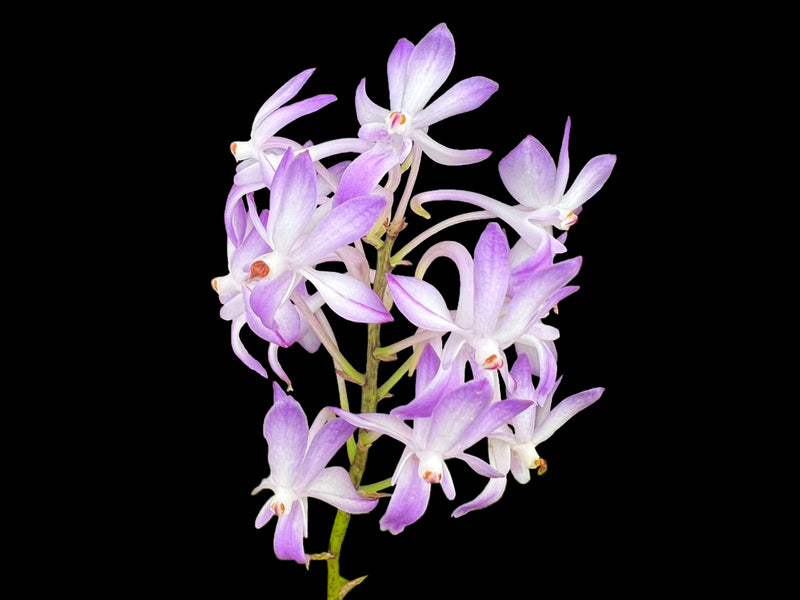 Rhynchorides Rachael Brick 'Toyozakura'