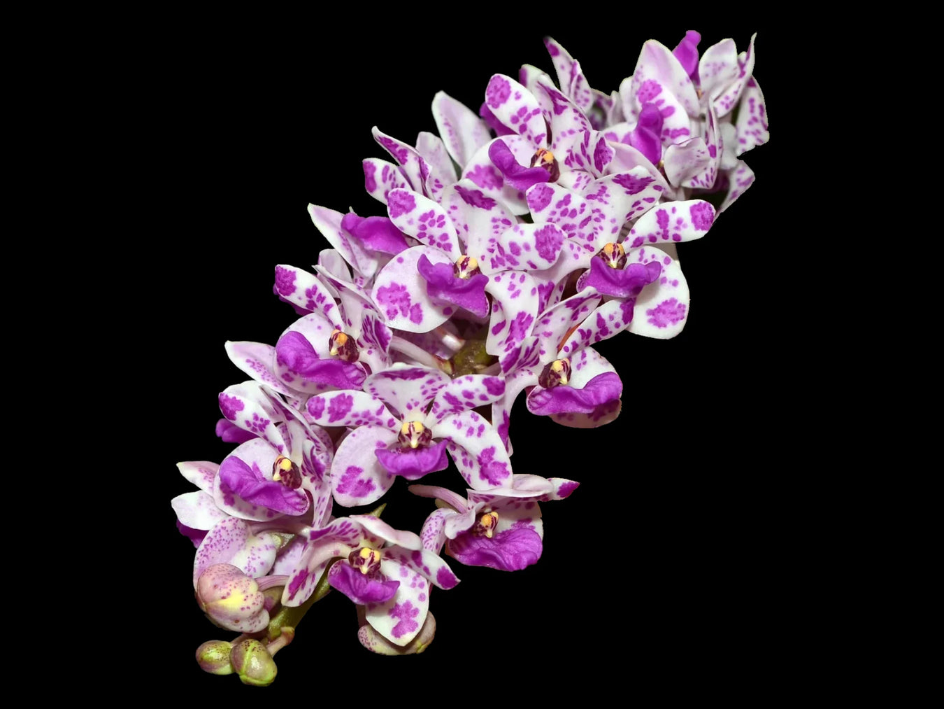 Rhynchostylis