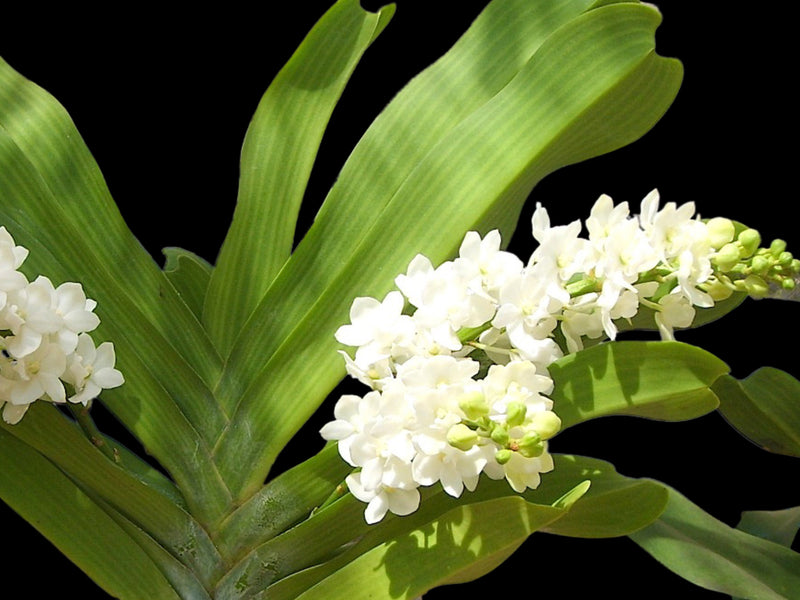 Rhynchostylis gigantea alba