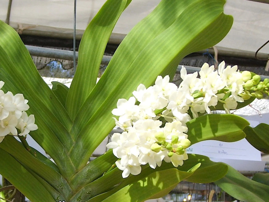 Rhynchostylis gigantea alba