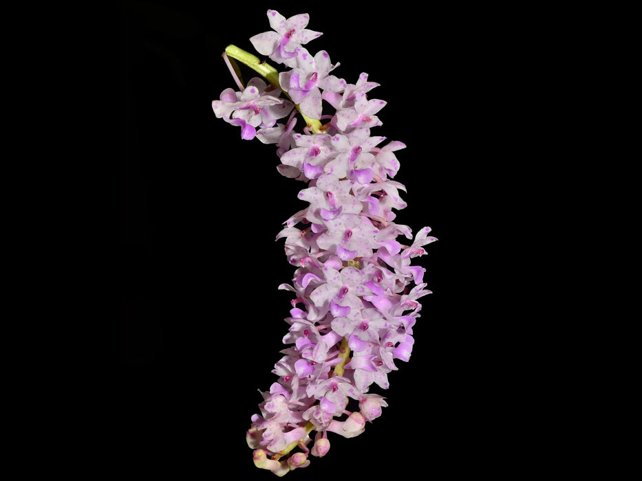 Rhynchostylis retusa