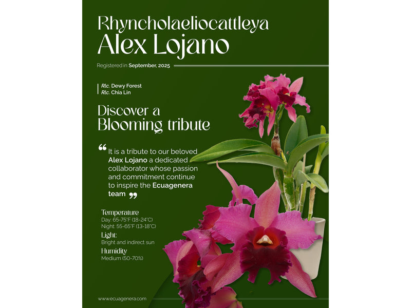 Rhyncholaeliocattleya Alex Lojano