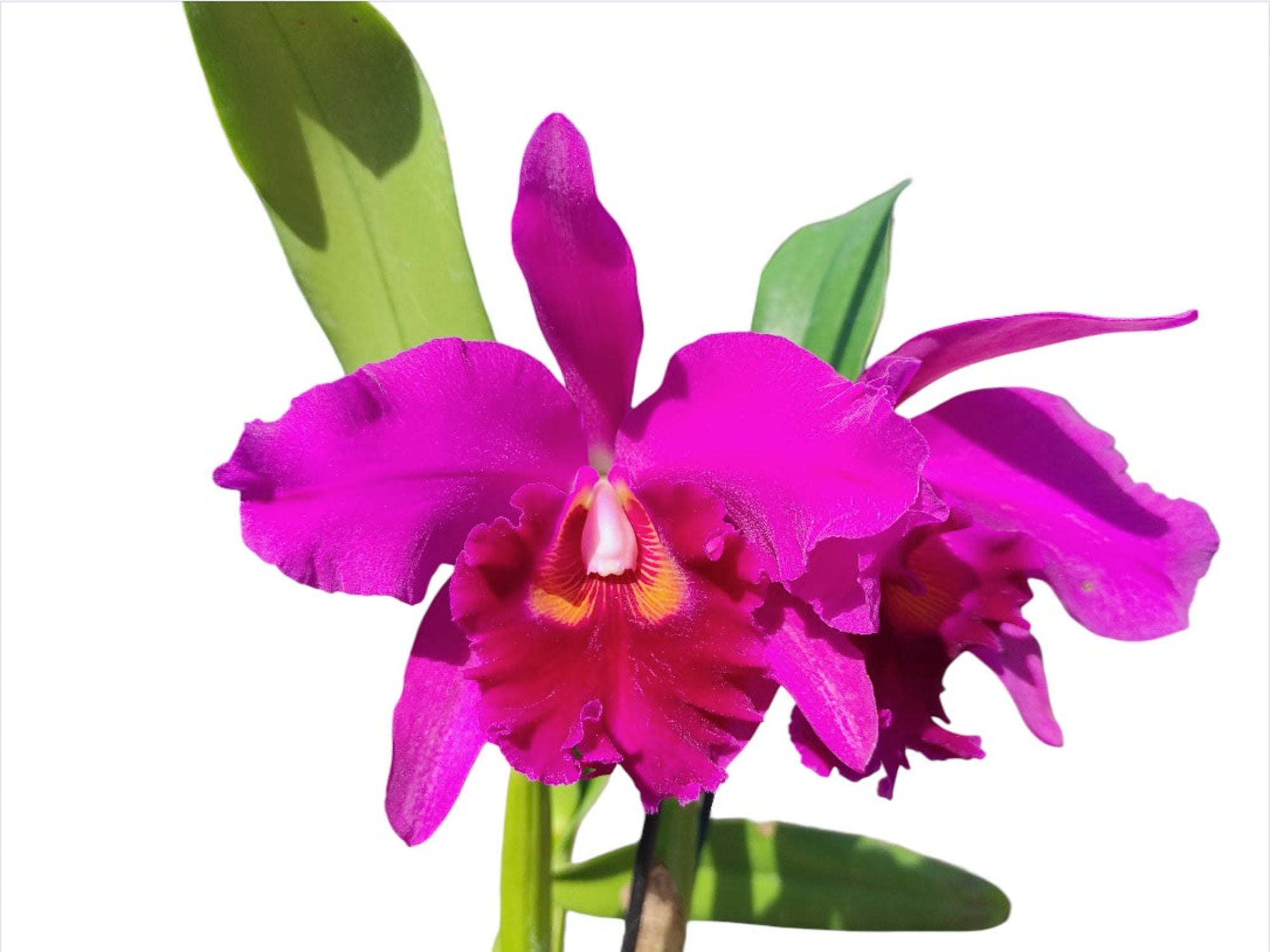Rhyncholaeliocattleya Carmelita de Arosemena — Ecuagenera