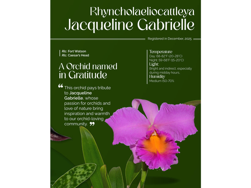Rhyncholaeliocattleya Jacqueline Gabrielle