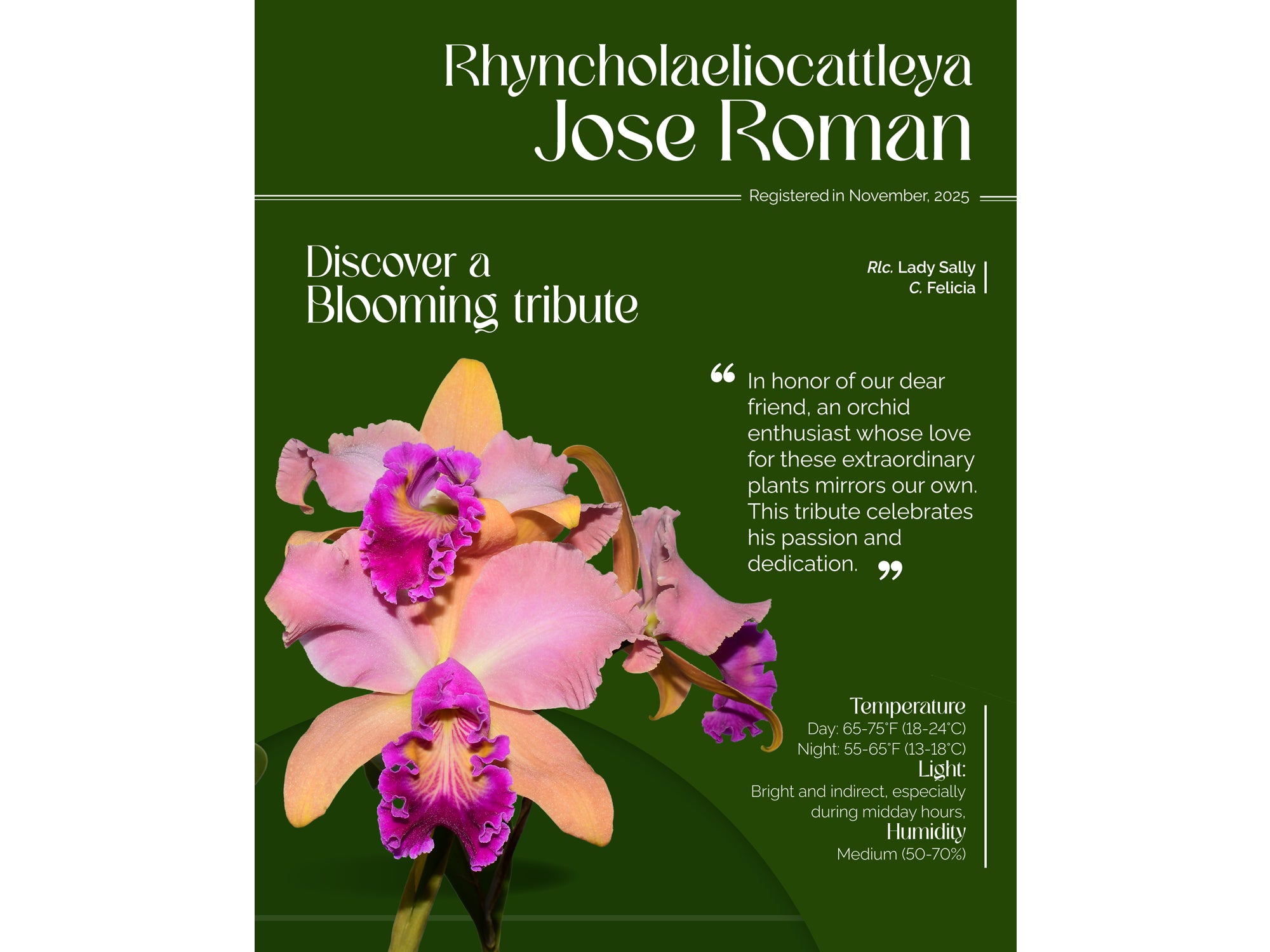 Rhyncholaeliocattleya Jose Roman – Intermediate Bicolor Cattleya