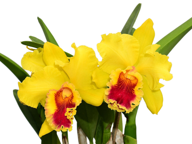 Rhyncholaeliocattleya Lawless Romeo Delight