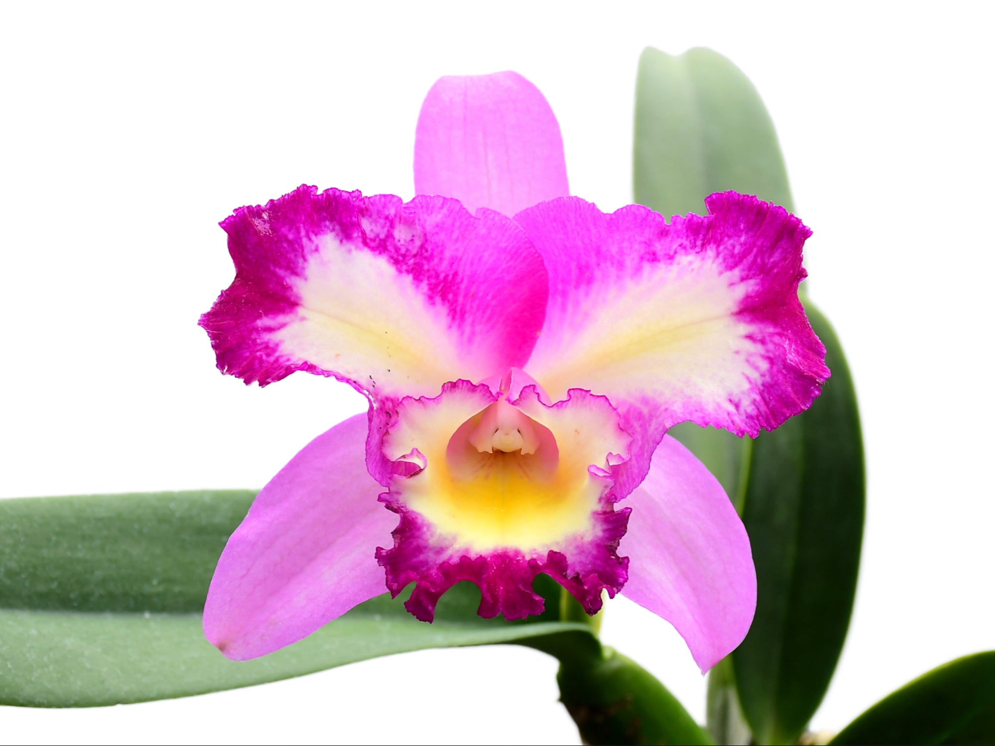 Rhyncholaeliocattleya Nelson Ramon