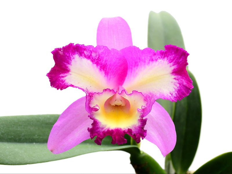 Rhyncholaeliocattleya Nelson Ramon
