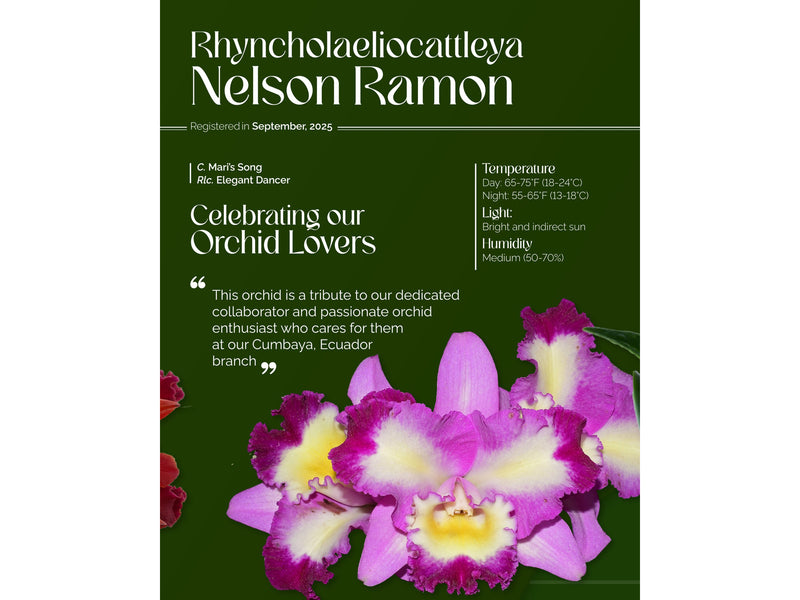 Rhyncholaeliocattleya Nelson Ramon