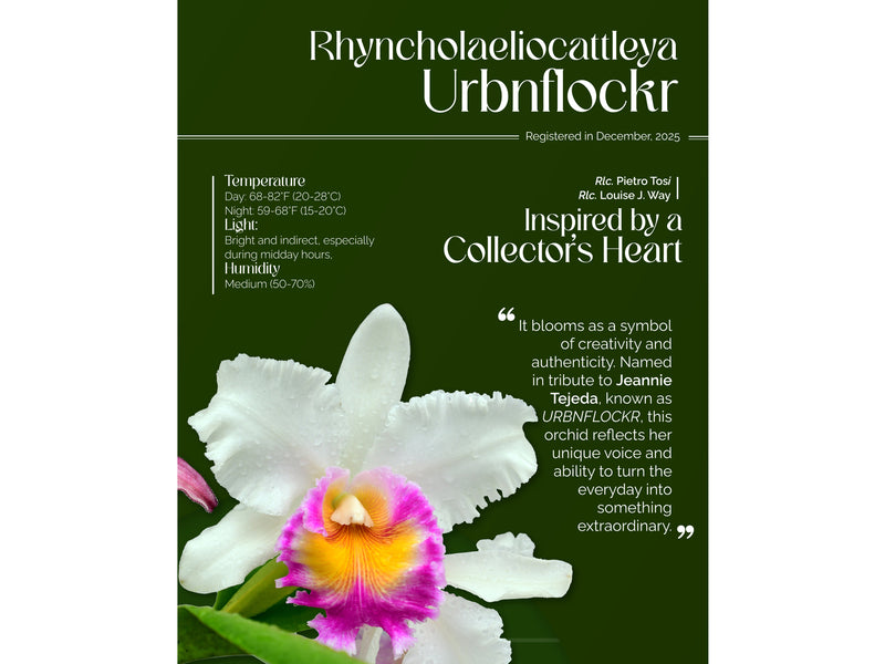 Rhyncholaeliocattleya Urbnflockr