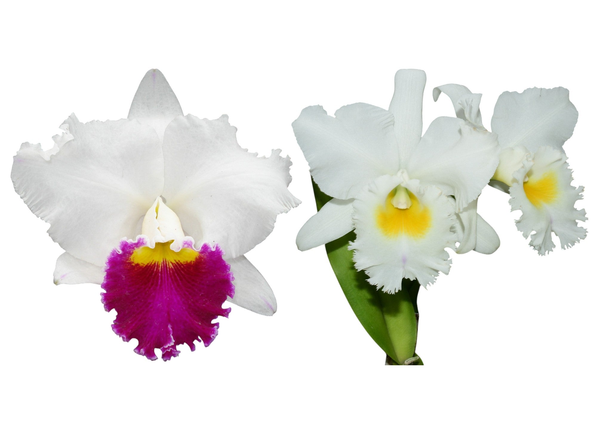 Rhyncholaeliocattleya Pink Sky