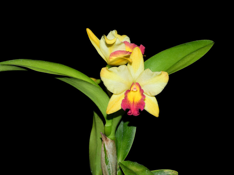 Rhyncholaeliocattleya Uzhupud Garden