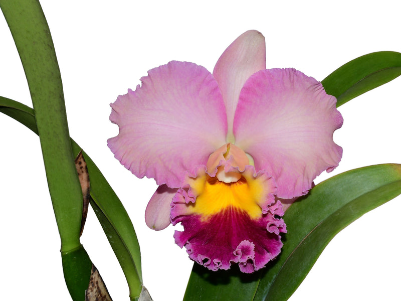 Rhyncholaeliocattleya Uzhupud Paradise