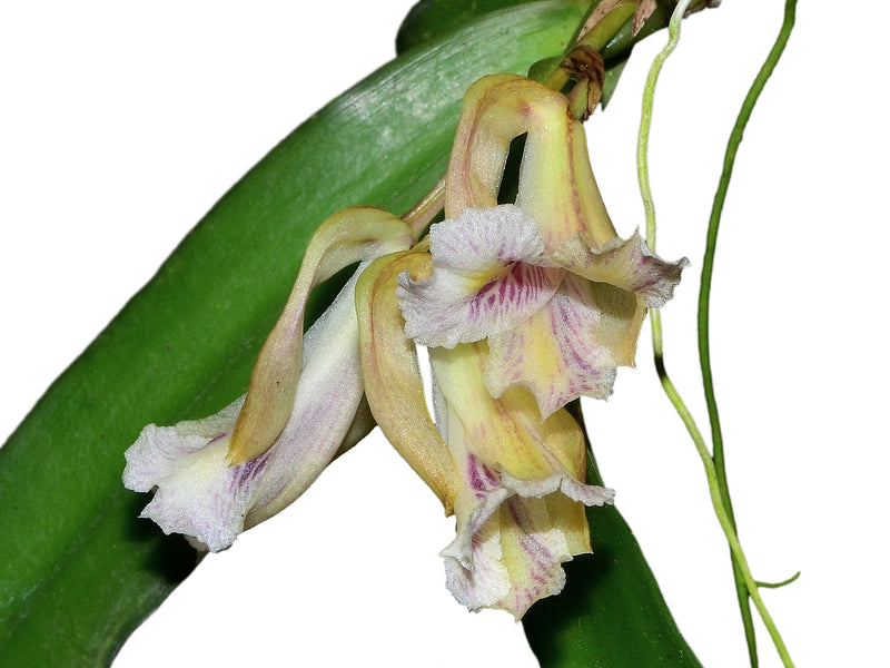 Rodriguezia strobelii