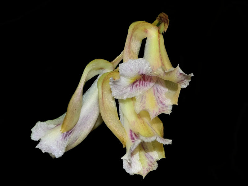 Rodriguezia strobelii