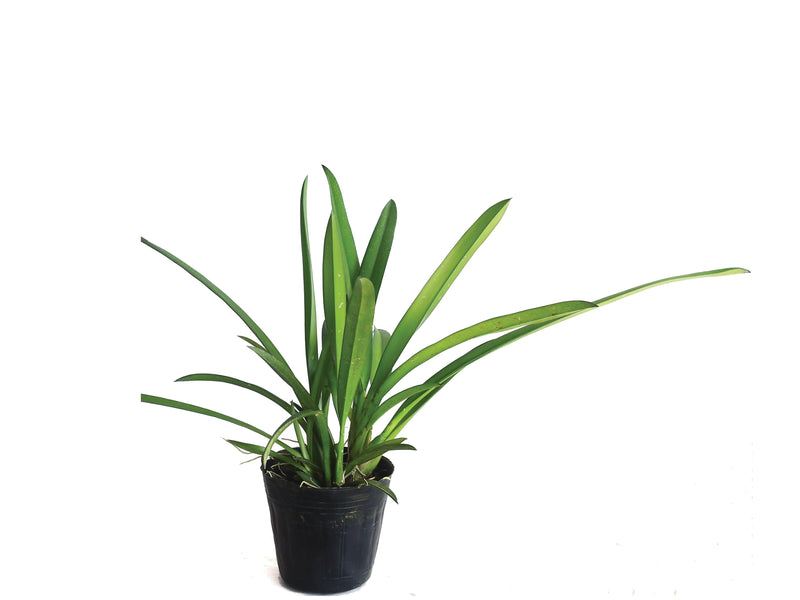 Rodriguezia bracteata