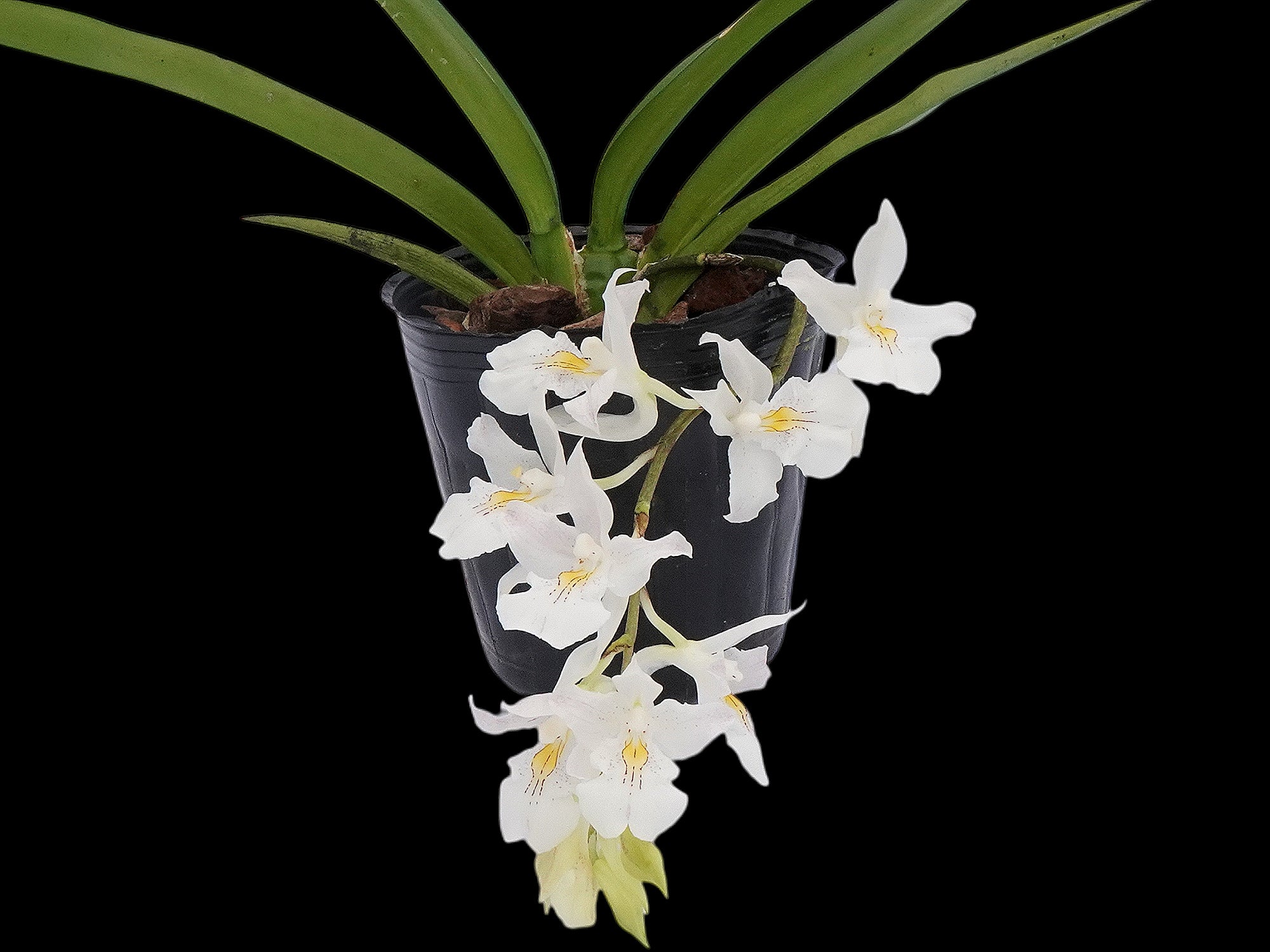 Rodriguezia bracteata — Ecuagenera Orquídeas del Ecuador