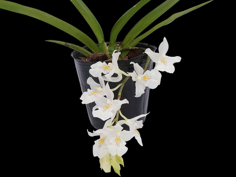 Rodriguezia bracteata