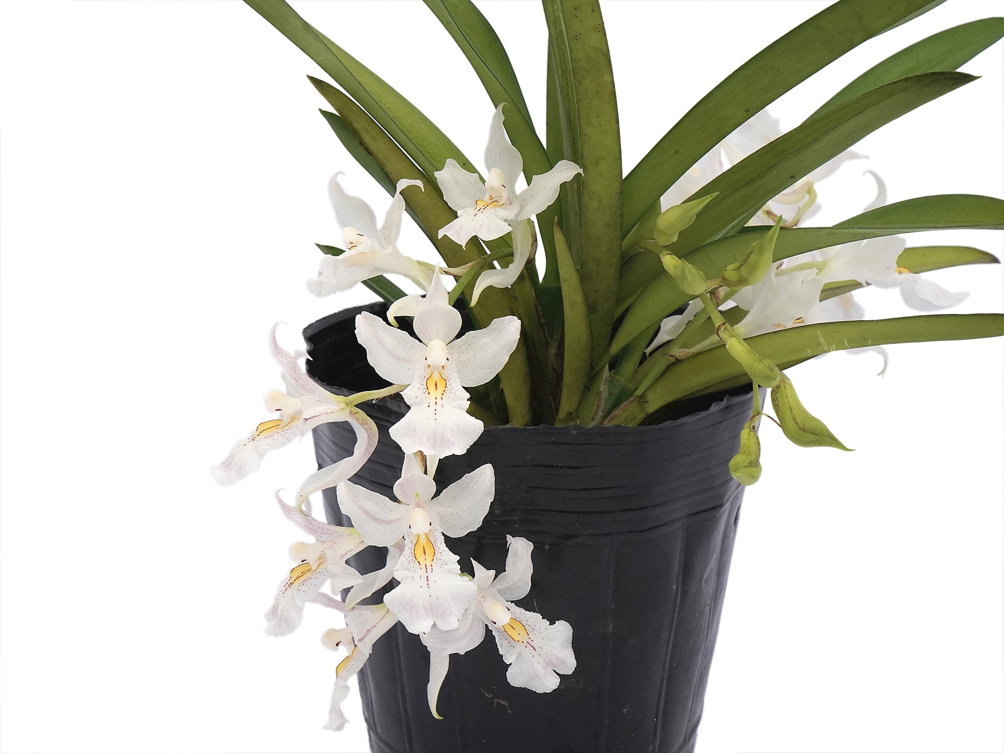 Rodriguezia bracteata — Ecuagenera Orquídeas del Ecuador