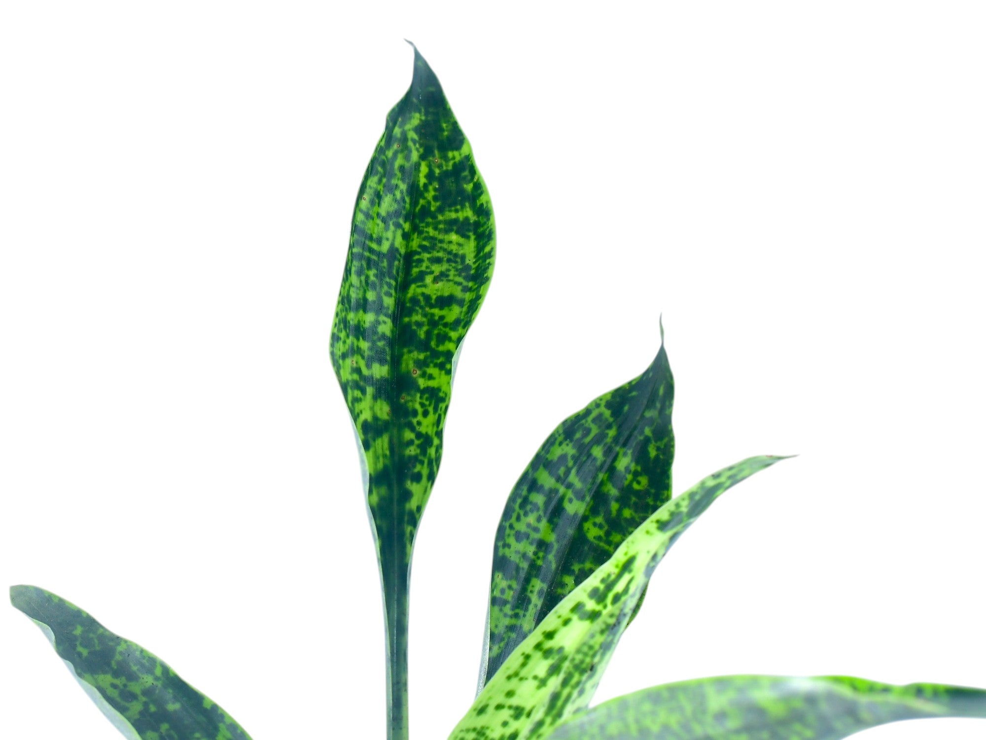 Ronnbergia morreniana