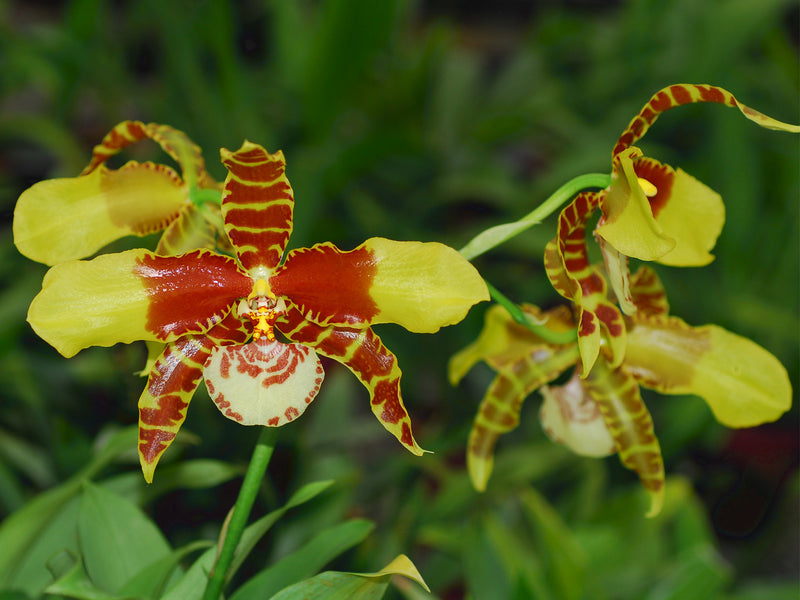 Rossioglossum grande