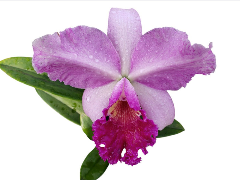 Rhyncattleanthe La Guadalupana