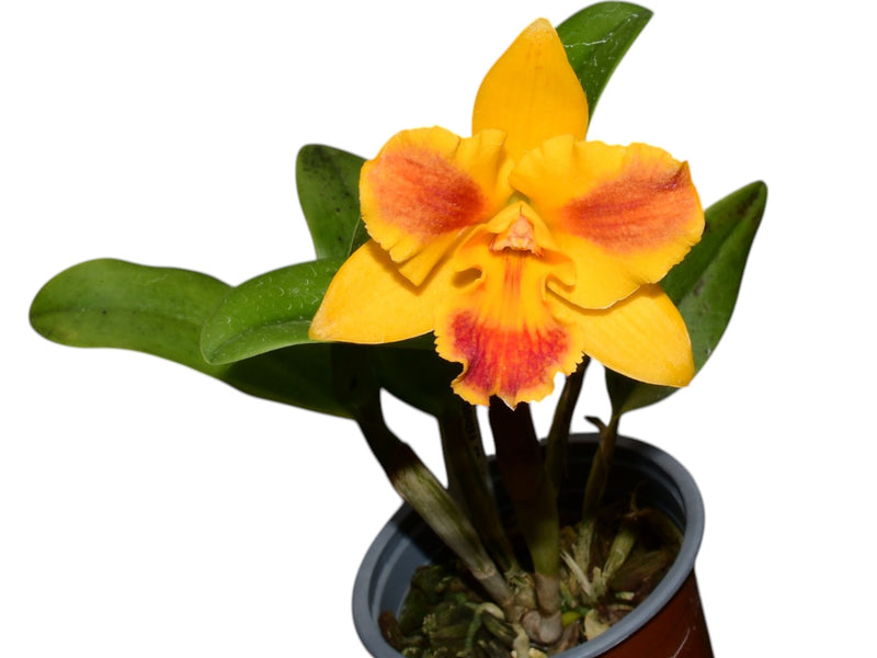 Rhyncattleanthe Burana Beauty 'burana' Hcc / Aos h00120