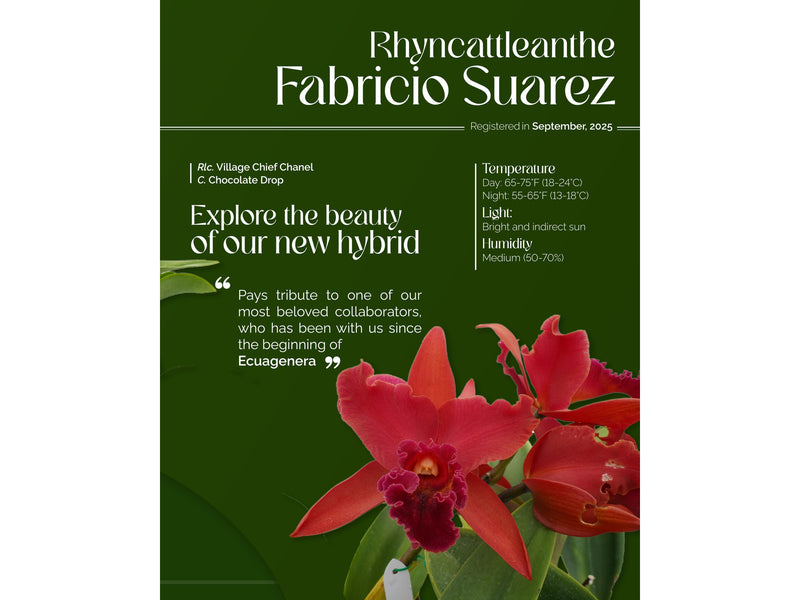 Rhyncattleanthe Fabricio Suarez