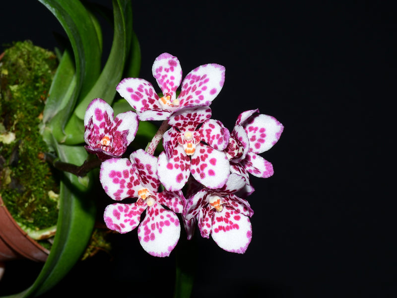Sarcochilus Gabrielle x Sarcochilus Heidi x Sarcochilus Zoe