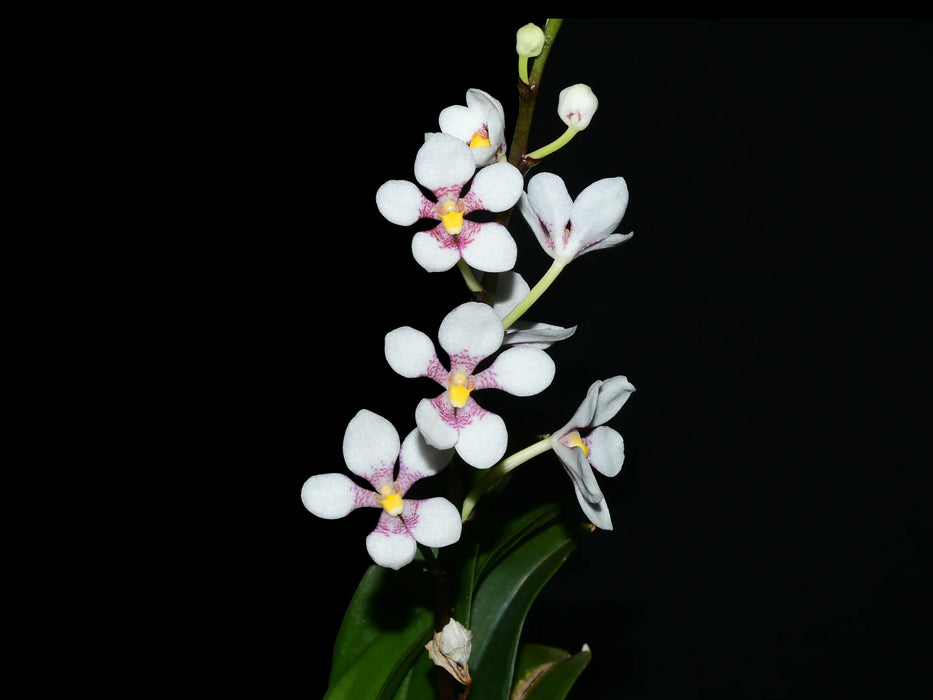 Sarcochilus Kulnura Vibrance x Sarcochilus hartmannii Red Snow x Roberto