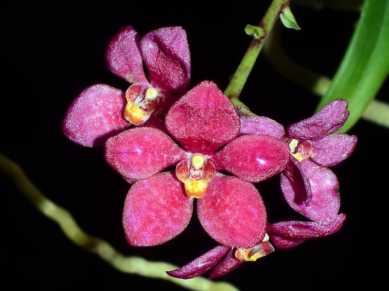 Sarcochilus Kulnura Warmer X Sarcochilus Kulnura Rusty 'Russet Pink' x Sarcochilus Parma Lemon