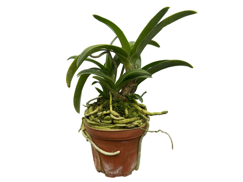 Sarcochilus Gabrielle x Sarcochilus Heidi x Sarcochilus Zoe