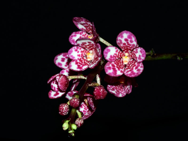 Sarcochilus Kulnura Oath x Sarcochilus Kulnura Warmer