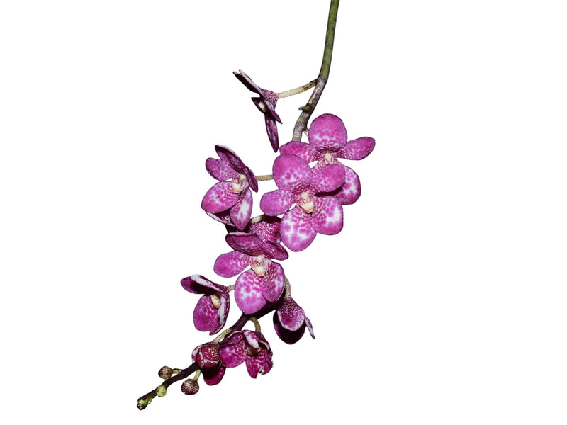 Sarcochilus Kulnura Oath x Sarcochilus Kulnura Warmer