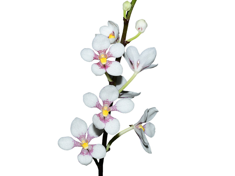 Sarcochilus Kulnura Vibrance x Sarcochilus hartmannii Red Snow x Roberto