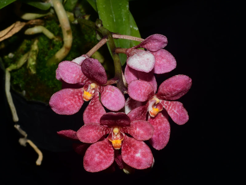 Sarcochilus Kulnura Warmer