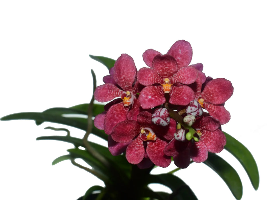 Sarcochilus Kulnura Warmer