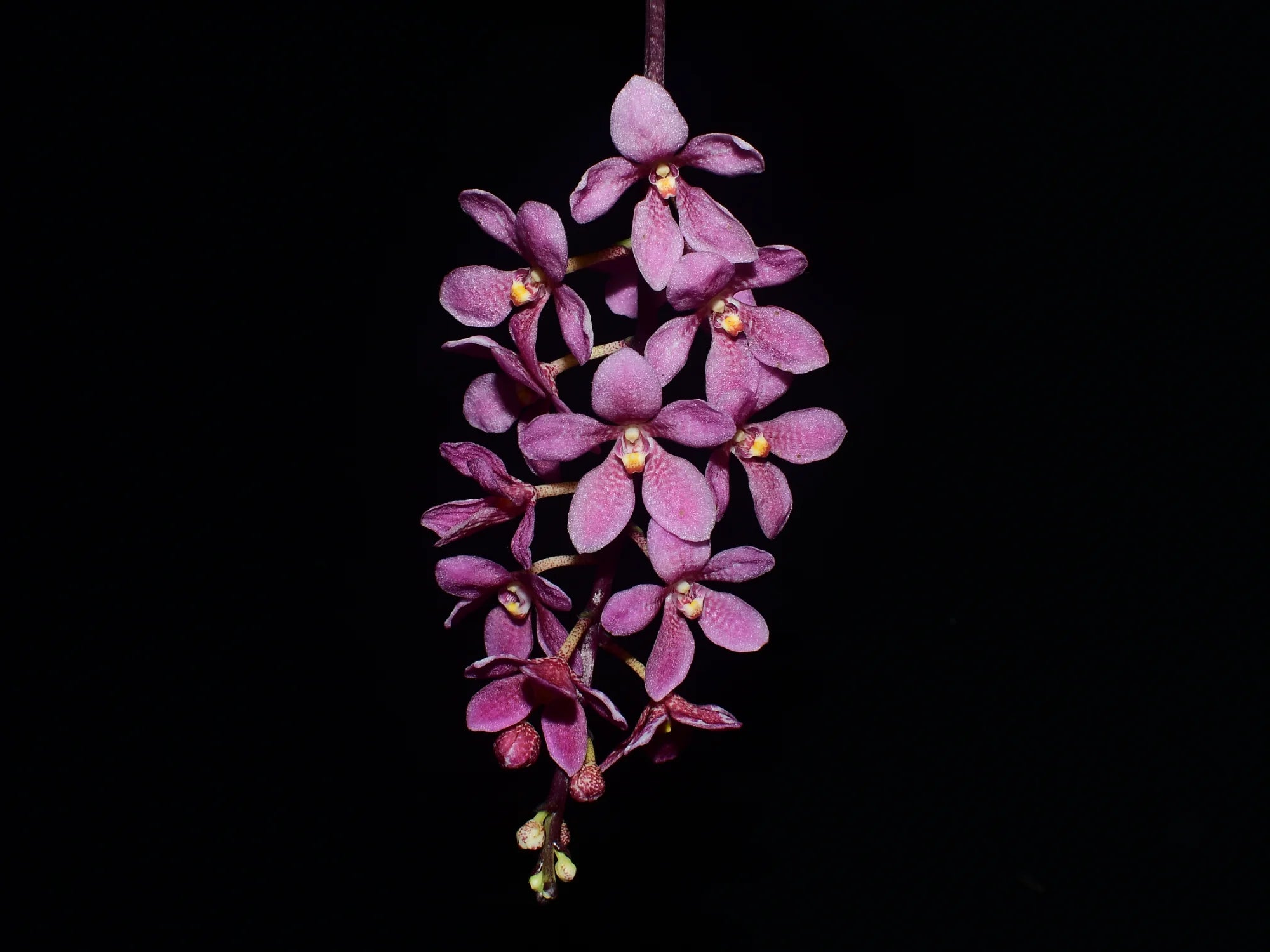 Sarcochilus Kulnura Warmer X Sarcochilus Madge 'Free' x 'One'