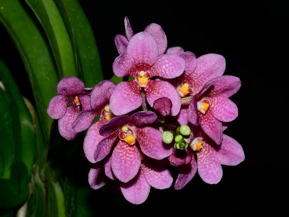 Sarcochilus Kulnura Warmer 'Camila'