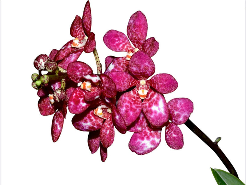 Sarcochilus Kulnura Warmer x Sarcochilus Kulnura Oath