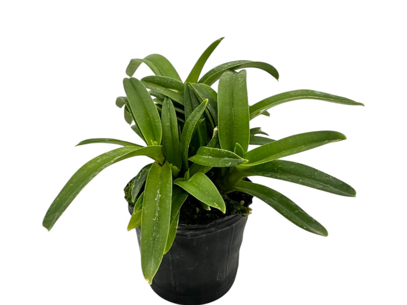 Sarcochilus Kulnura Warmer x Sarcochilus Kulnura Oath